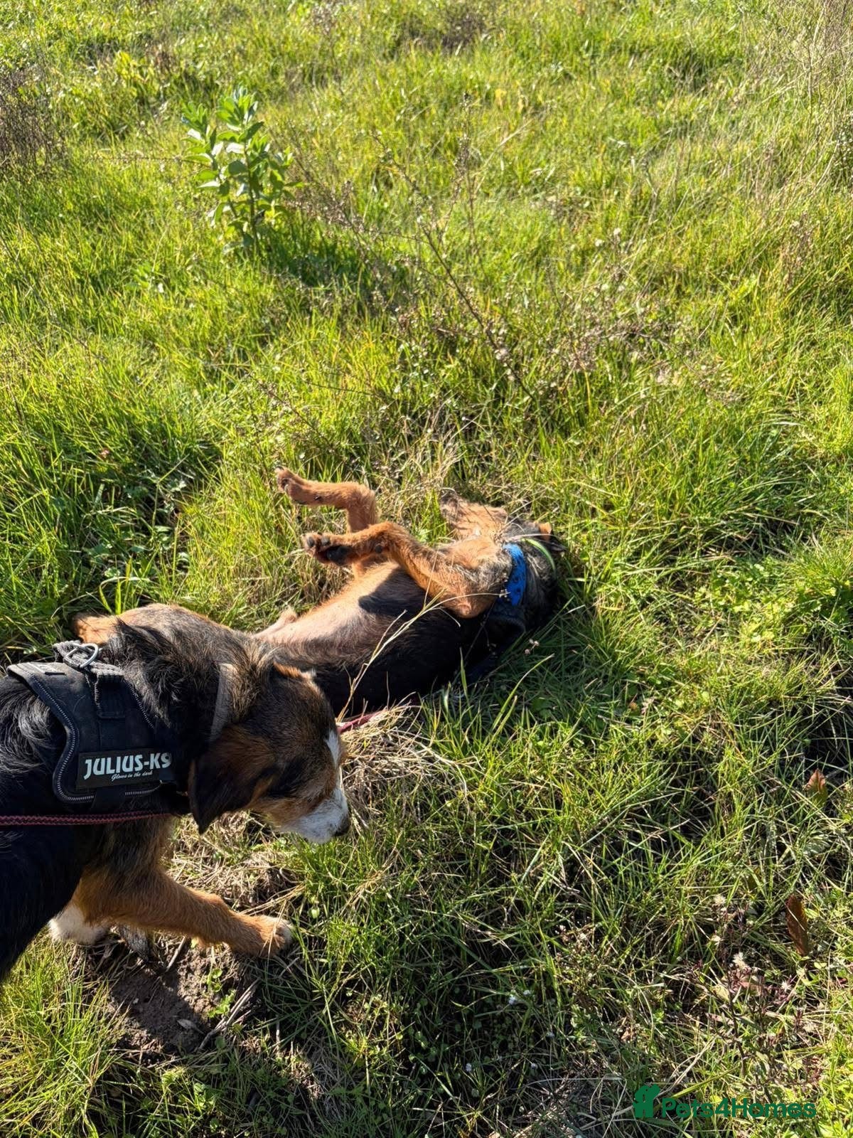 Mixed Breed dogs for sale: Ronnie & Reggie   - Advert 13