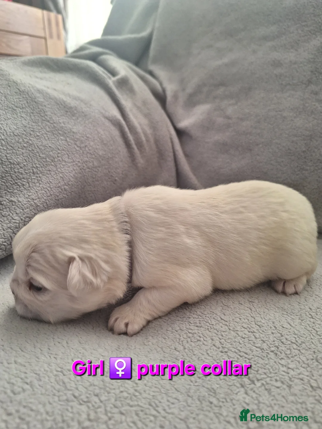 French Bulldog dogs for sale: Fluffy French Bulldog Puppies - Advert 8