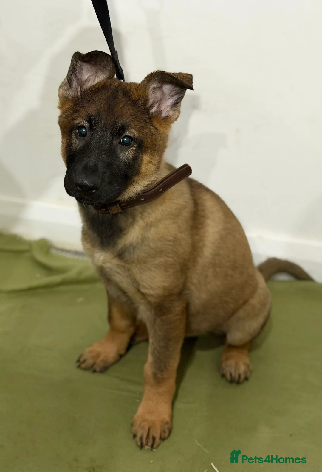 German Shepherd dogs for sale: DDR Working Line GSD Puppies Rare Working Lines - Advert 37