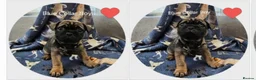 Frug dogs for sale: Fun-loving Frug pups seeking their forever family! - Advert 7