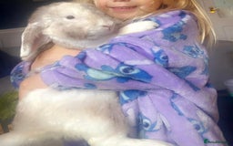 French Lop rabbits for sale: Beautiful white rabbit  - Advert 4