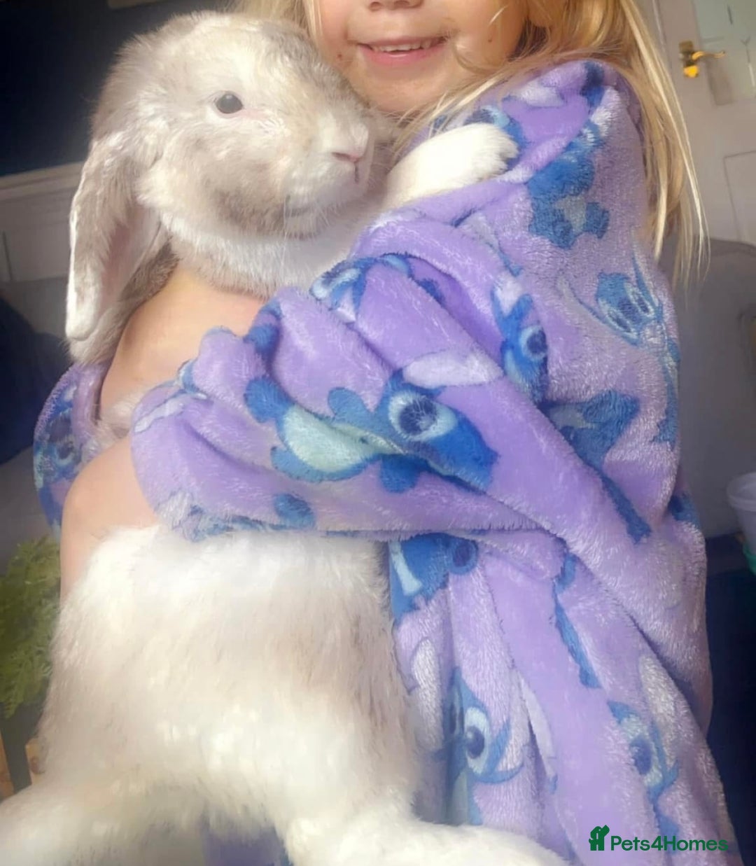French Lop rabbits for sale: Beautiful white rabbit  - Advert 4