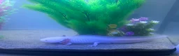 Axolotl reptiles for sale: Adult female Axolotl for sale with full set up  - Advert 3