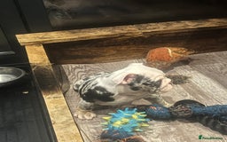 English Bulldog dogs for sale: English bulldog - Advert 4