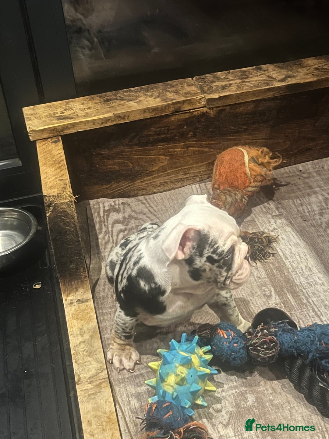 English Bulldog dogs for sale: English bulldog - Advert 4