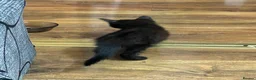 Mixed Breed cats for sale: Mixed Tabby  - Advert 2