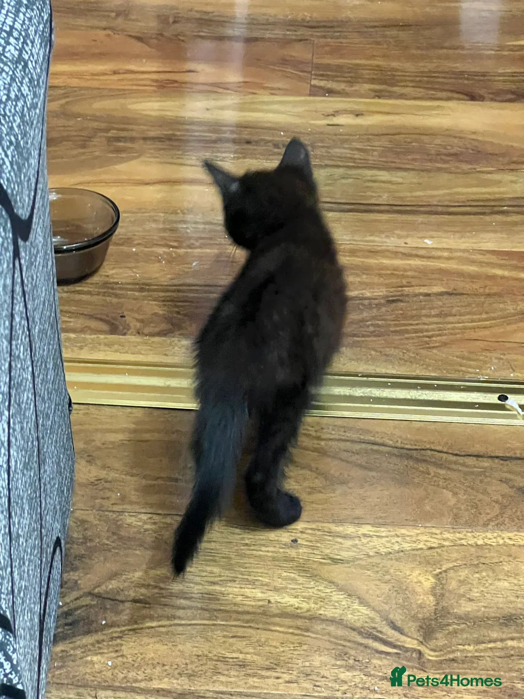 Mixed Breed cats for sale: Mixed Tabby  - Advert 2