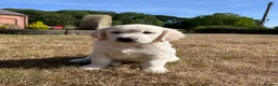 Golden Retriever dogs for sale: Pedigree show quality golden retrievers  - Advert 1