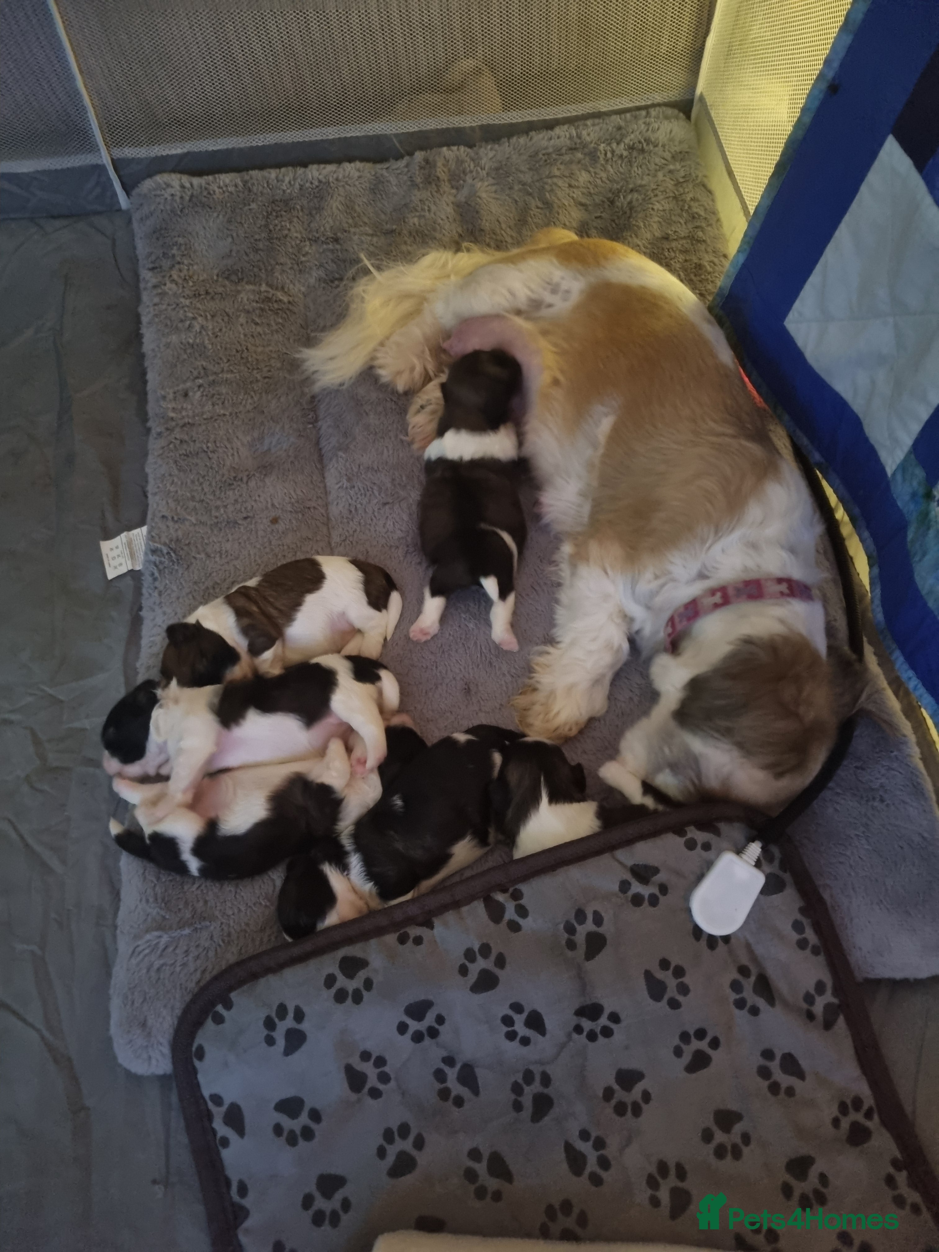 Shih Tzu dogs Shih tzu pups - Advert 11