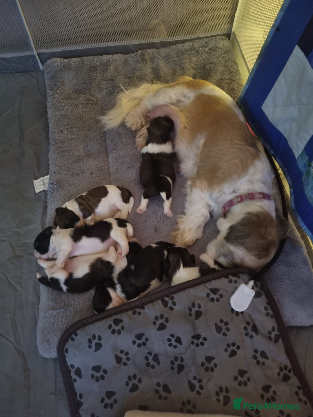 Shih Tzu dogs for sale: Shih tzu pups - Advert 1