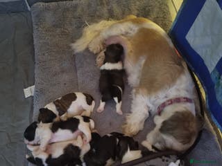 Shih Tzu dogs Shih tzu pups - Advert 12