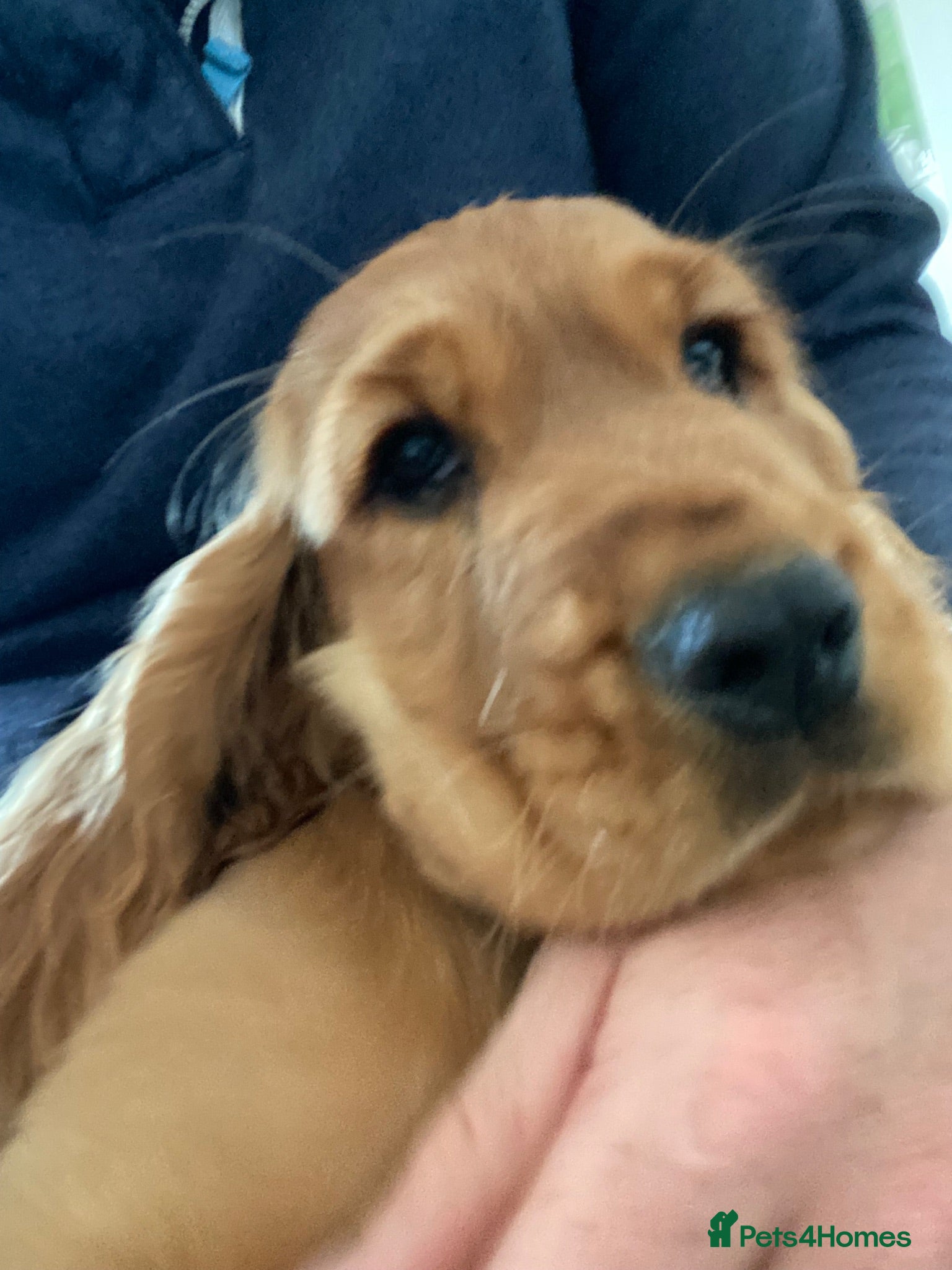 Cocker Spaniel dogs golden and balck and tan cocker spaniels READY 🏡 - Advert 2