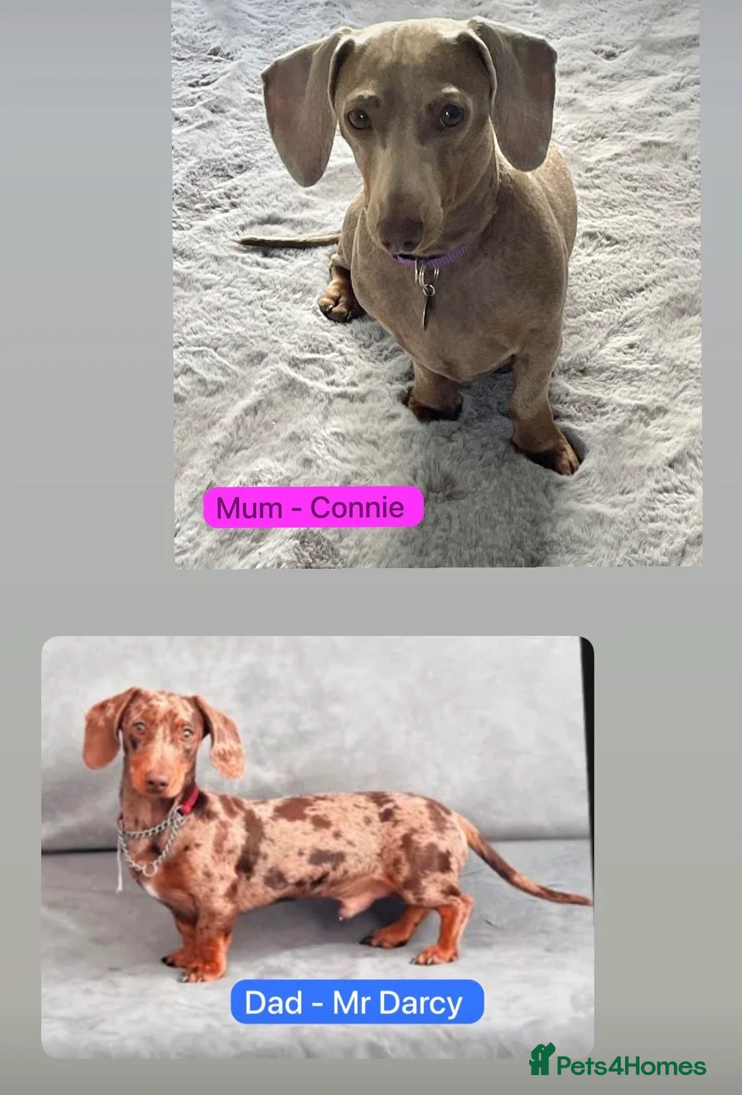 Miniature Dachshund dogs for sale: Miniature dachshunds - ready to leave mid-July  in Maidstone - Advert 8