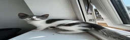 Mixed Breed cats for sale: Kittens with large personalities  in London - Advert 14