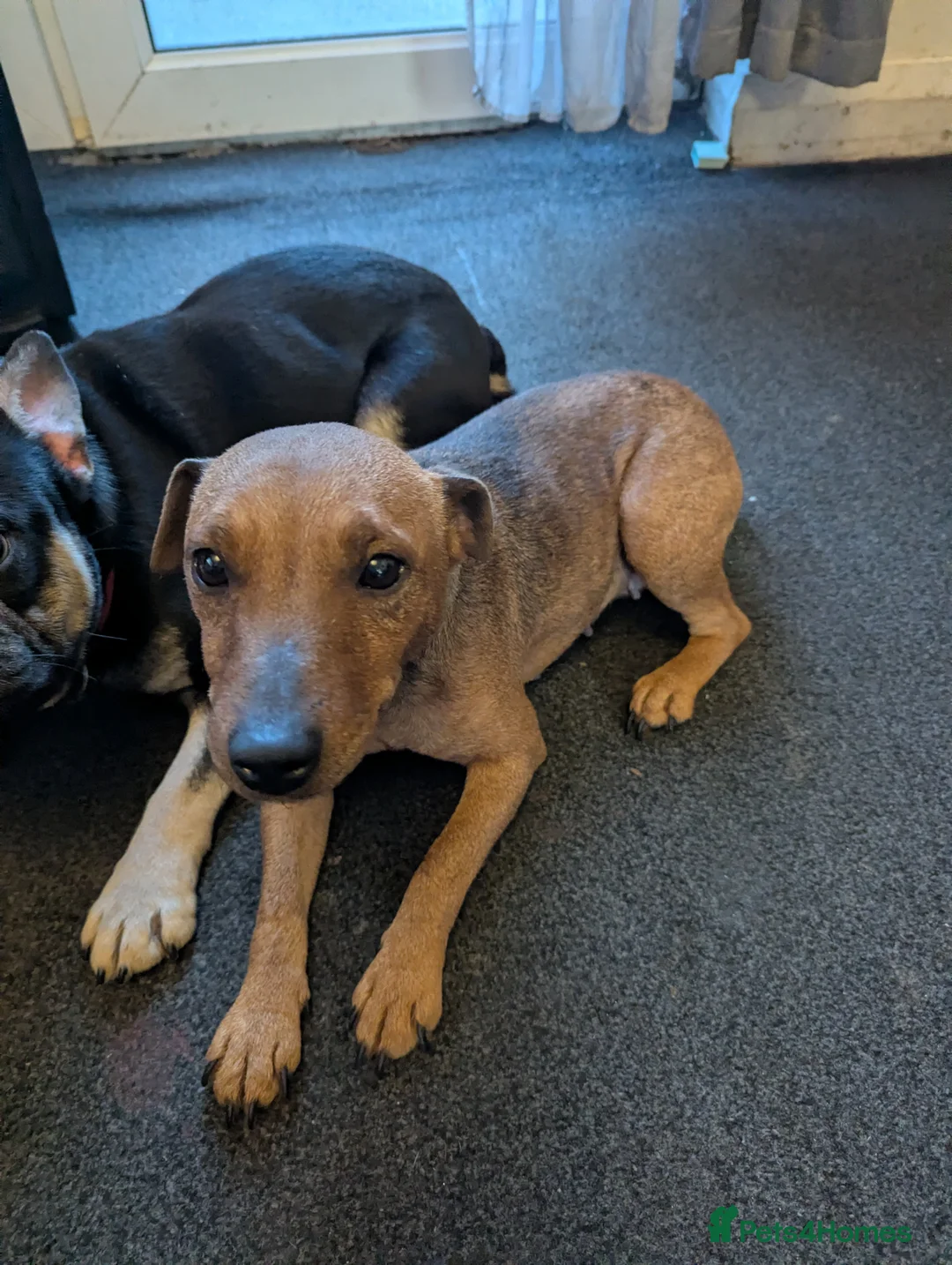 Lakeland Terrier dogs for sale: Lakeland terrier  - Advert 1