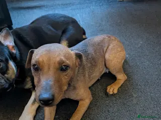 Lakeland Terrier dogs Lakeland terrier - Advert 3