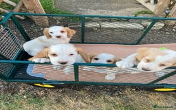 Cocker Spaniel dogs for sale: Cocker Spaniels, working type, KC reg, DNA clear - Image 13