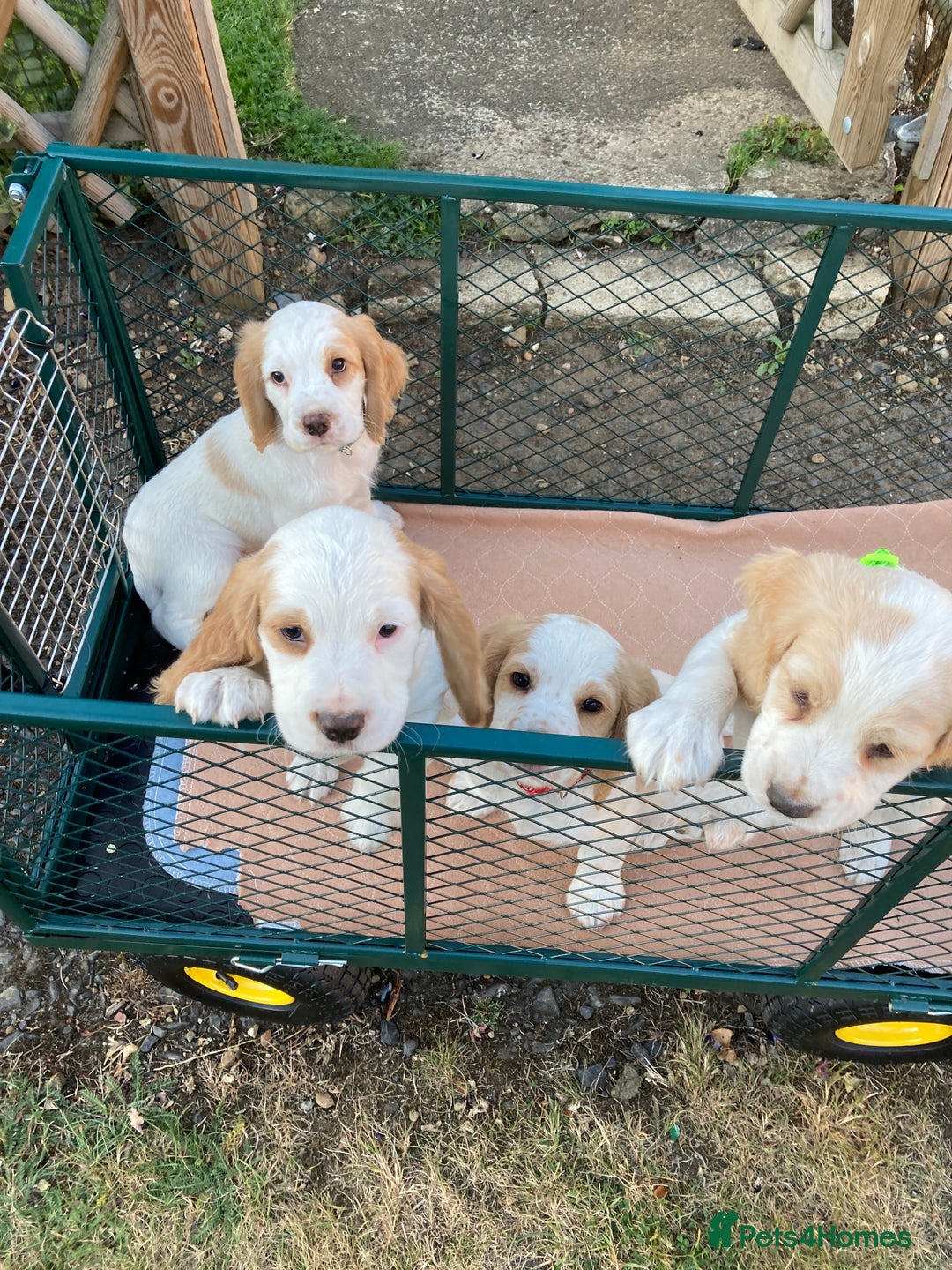 Cocker Spaniel dogs for sale: Cocker Spaniels, working type, KC reg, DNA clear - Image 13