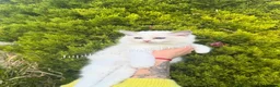 Ragdoll cats for sale: A Gentle Ragdoll Companions Awaits - Advert 13