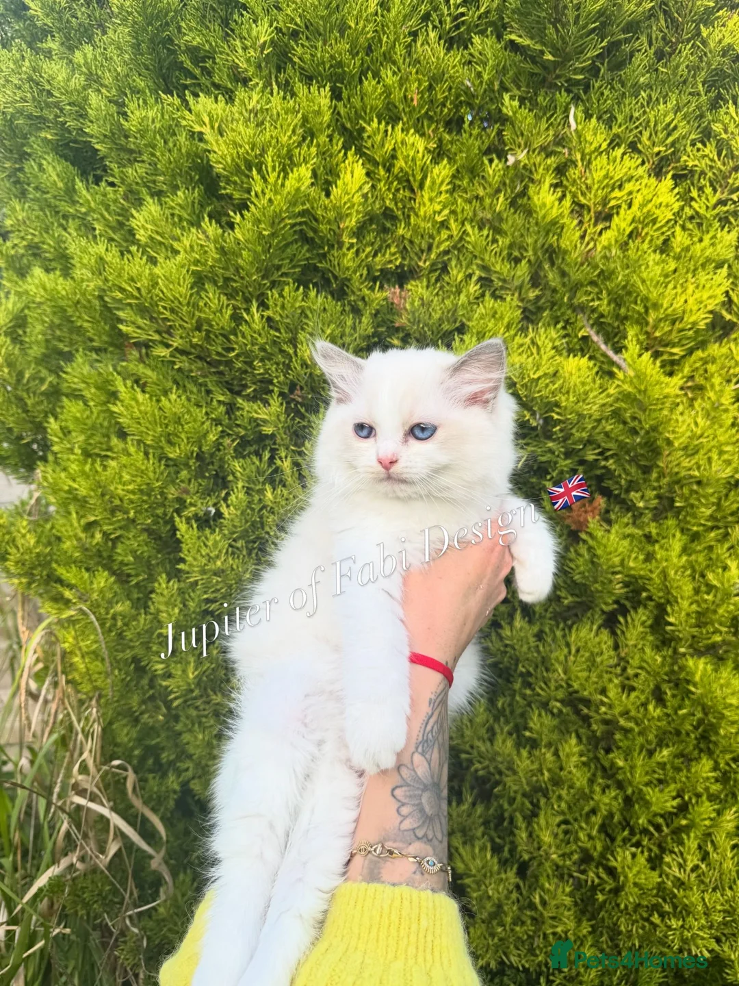 Ragdoll cats for sale: A Gentle Ragdoll Companions Awaits - Advert 13