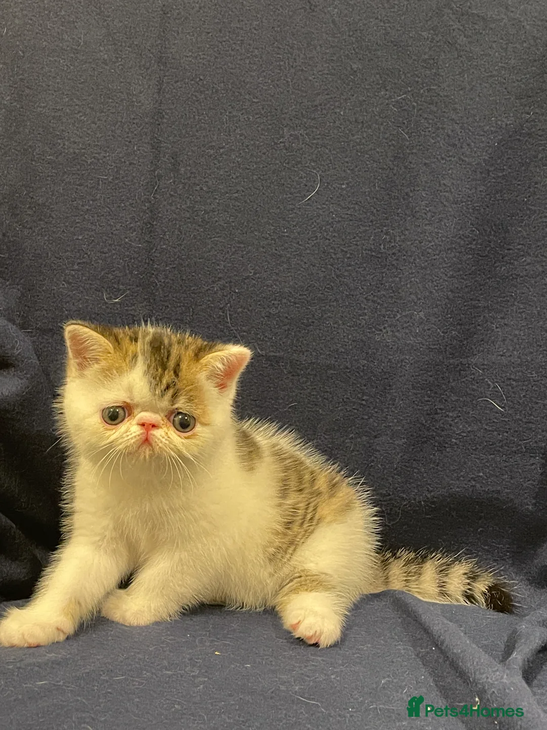 Exotic cats for sale: Gorgeous GCCF registered Exotic Shorthair kittens - Advert 21