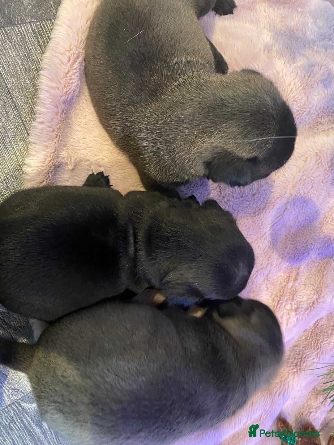 Pug dogs for sale: 💓 PUG BABIES 💓  - Advert 13