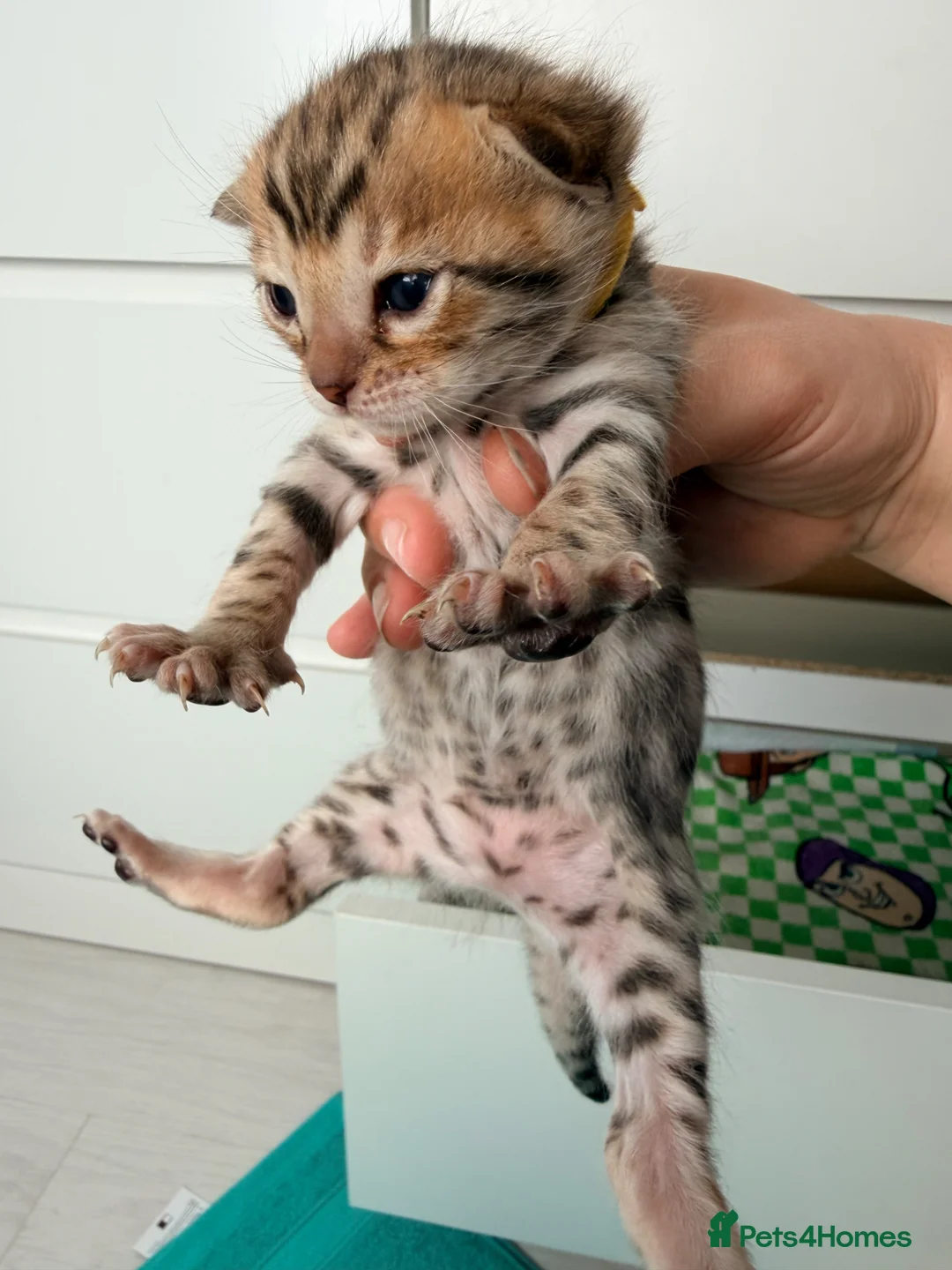 Bengal cats for sale: Bengal kittens  - Advert 1