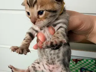 Bengal cats Bengal kittens - Advert 1