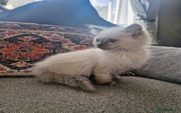 Ragdoll cats for sale: Adorable ragdoll kittens  - Image 7
