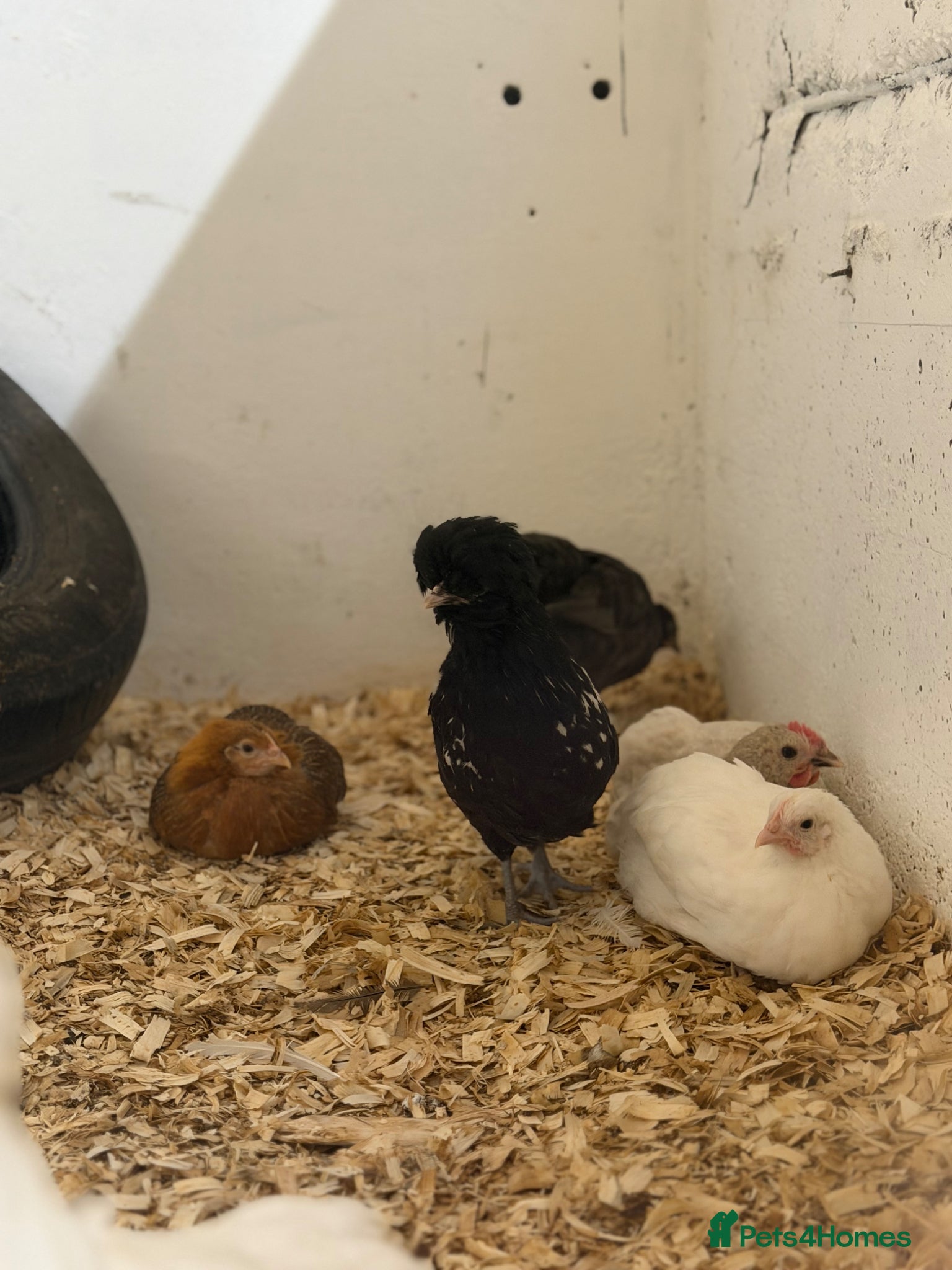 Chickens poultry Young chickens available  - Advert 2