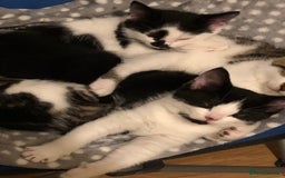 Mixed Breed cats for sale: 2 Kittens for sale[READY TO LEAVE] - Advert 6