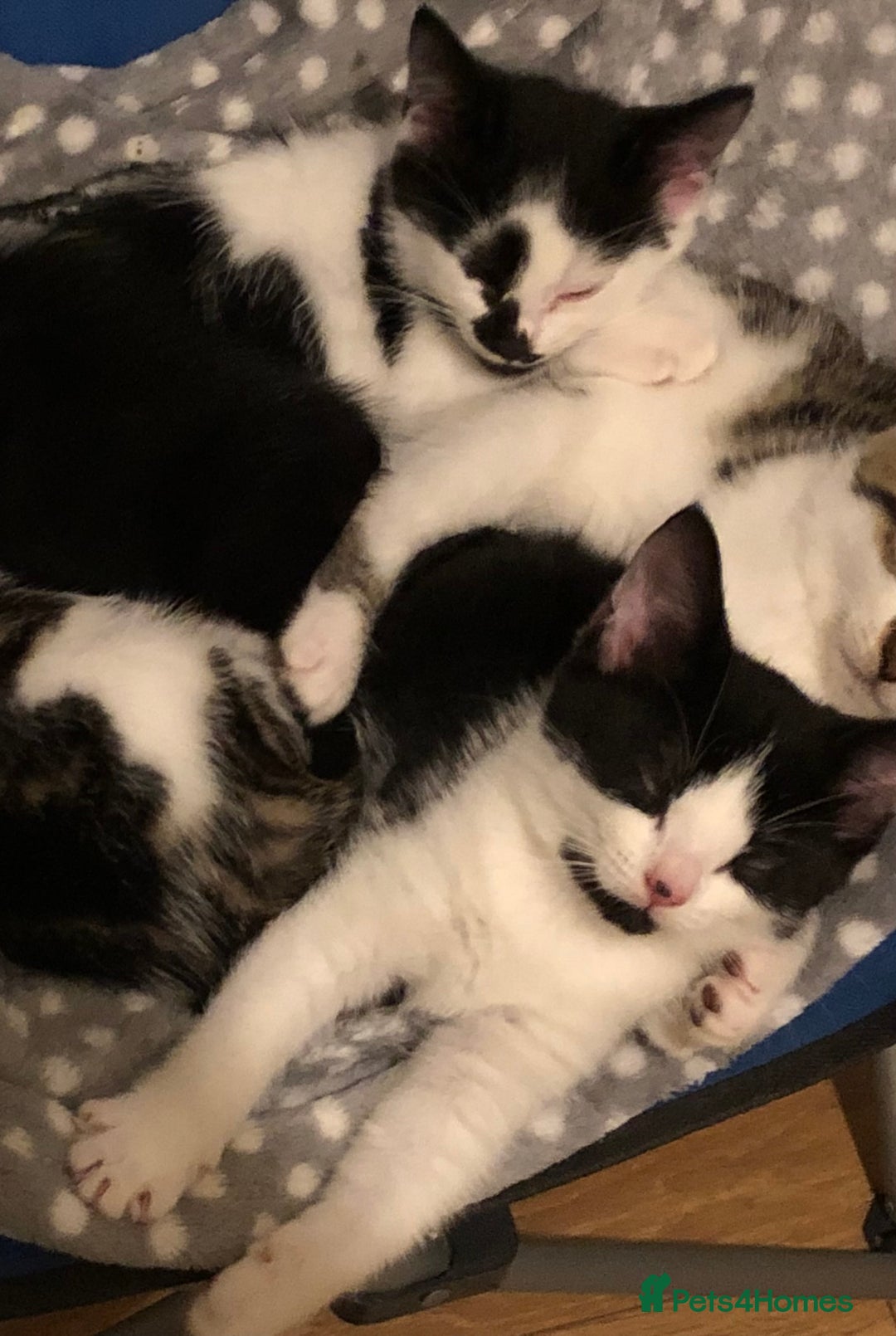 Mixed Breed cats for sale: 2 Kittens for sale[READY TO LEAVE] - Advert 6