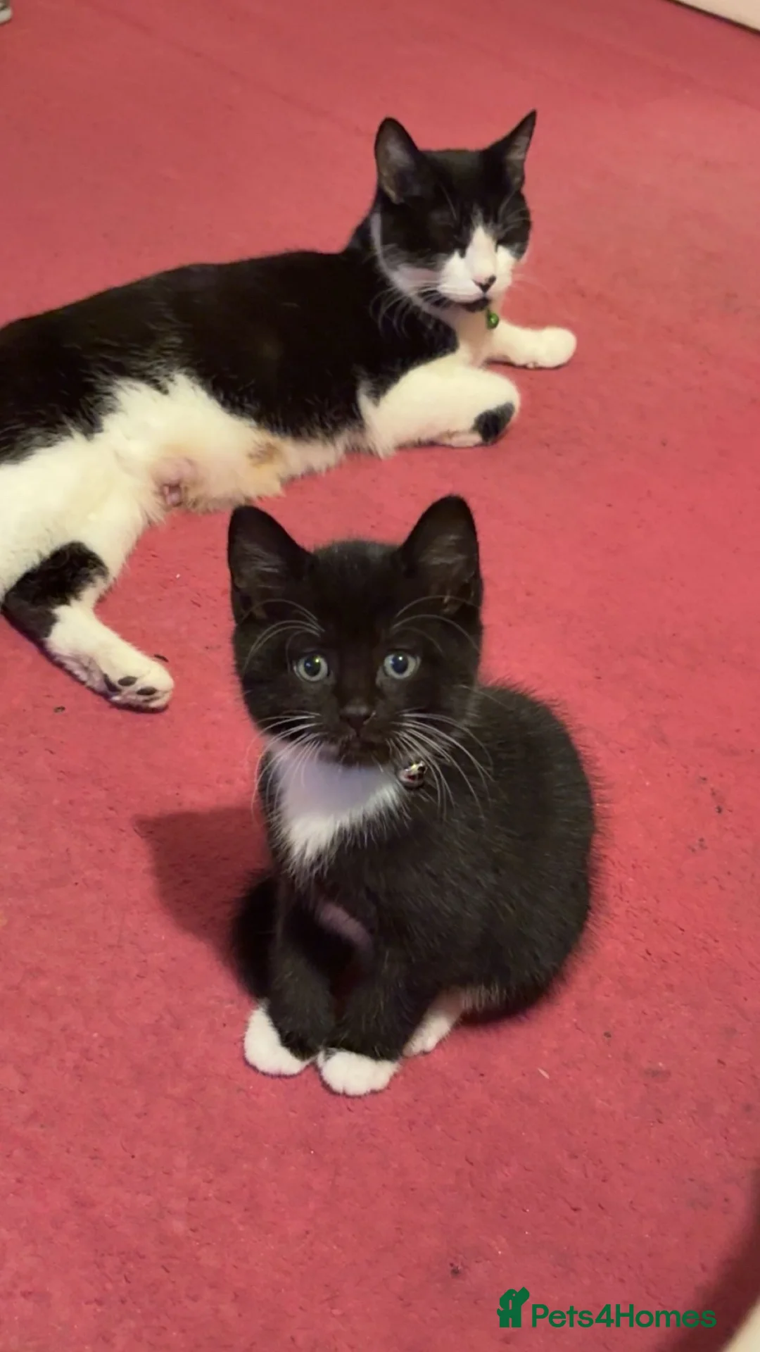Mixed Breed cats for sale: 😽 black and white male 😽 - Advert 1