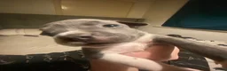 Staffordshire Bull Terrier dogs for sale: Staffy puppies for sale in Telford - Advert 35