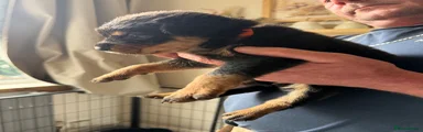 Rottweiler Puppy 5