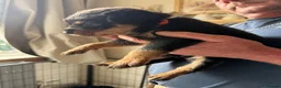 Rottweiler dogs for sale: READY NOW‼️PEDIGREE ROTTIES💕💛 3 BOYS x  - Advert 29