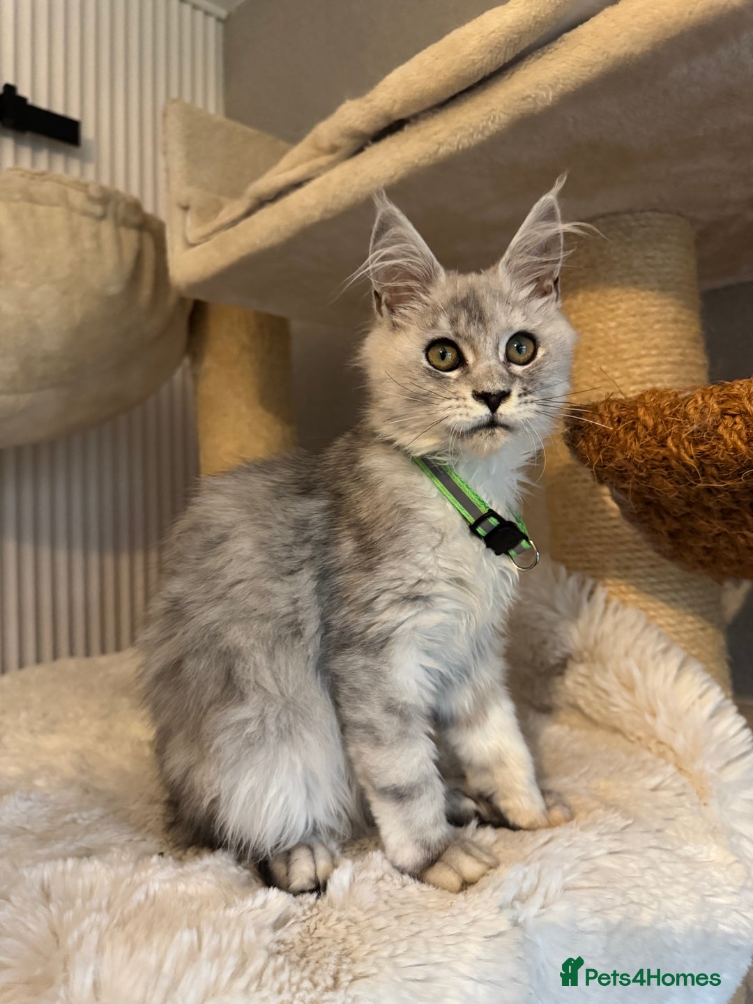 Maine Coon cats for sale: Stunning Maine Coon girls  - Image 12