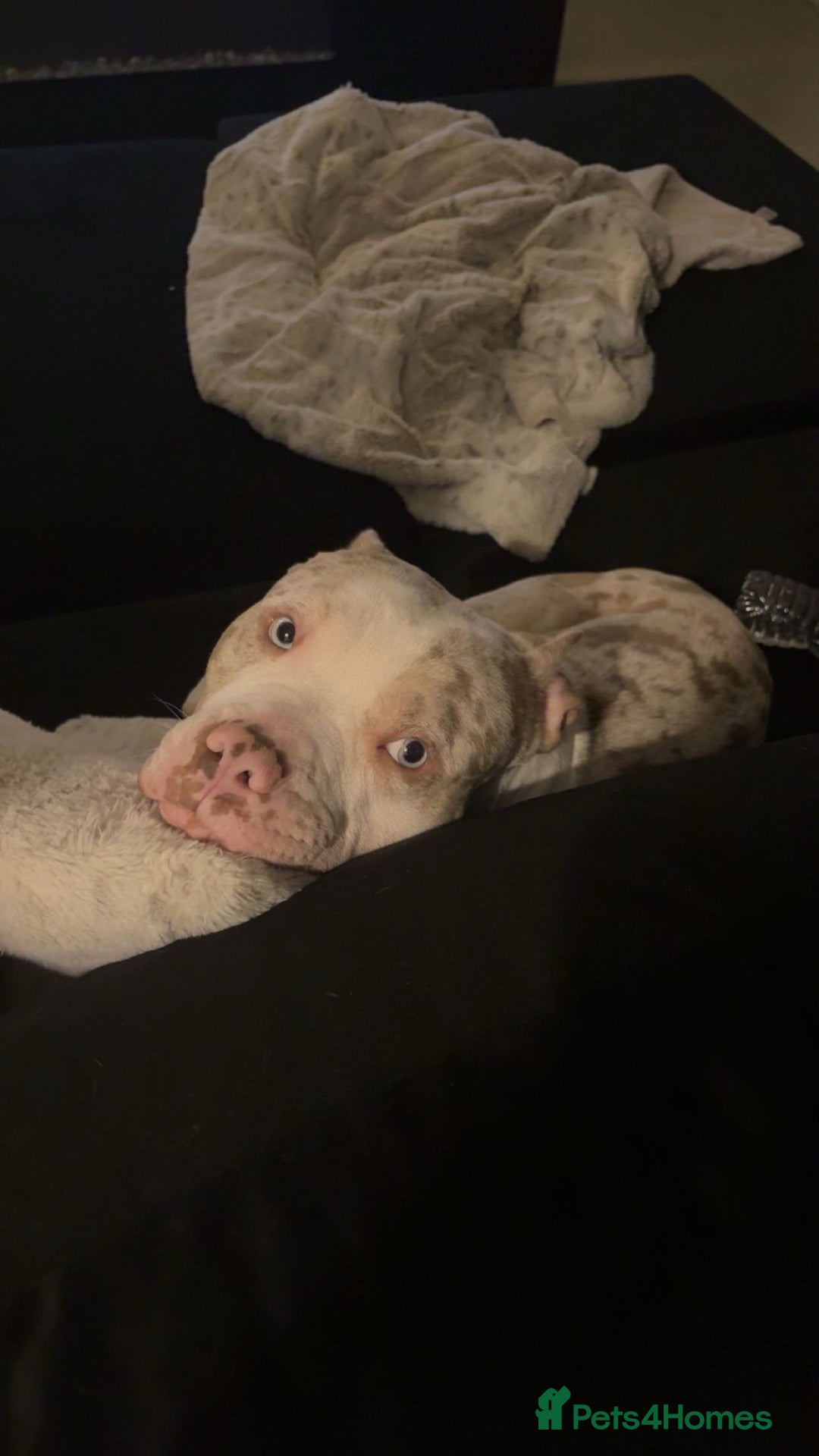 American Bully dogs for stud: Stud pocket bully - Advert 2