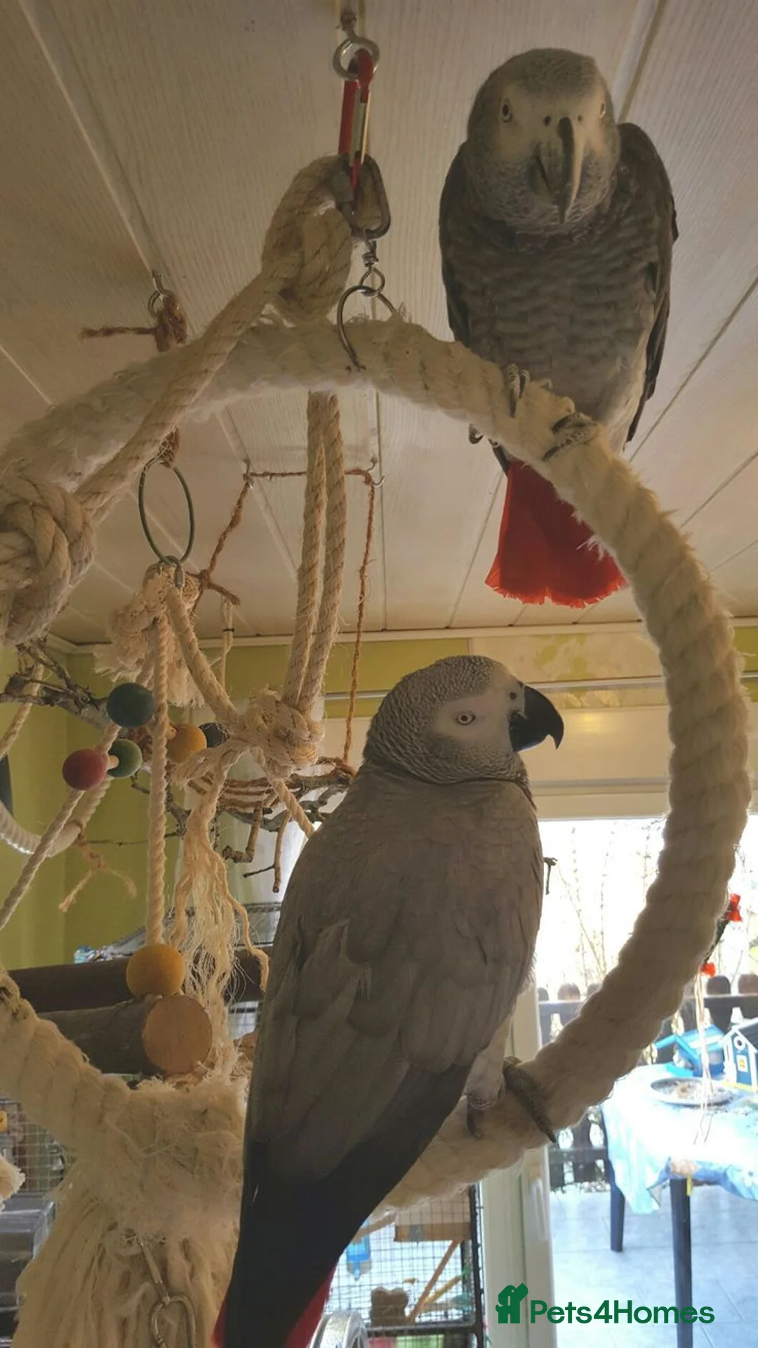 Parrots birds for sale: Click clock congo African Grey Parrots in Liverpool - Advert 6