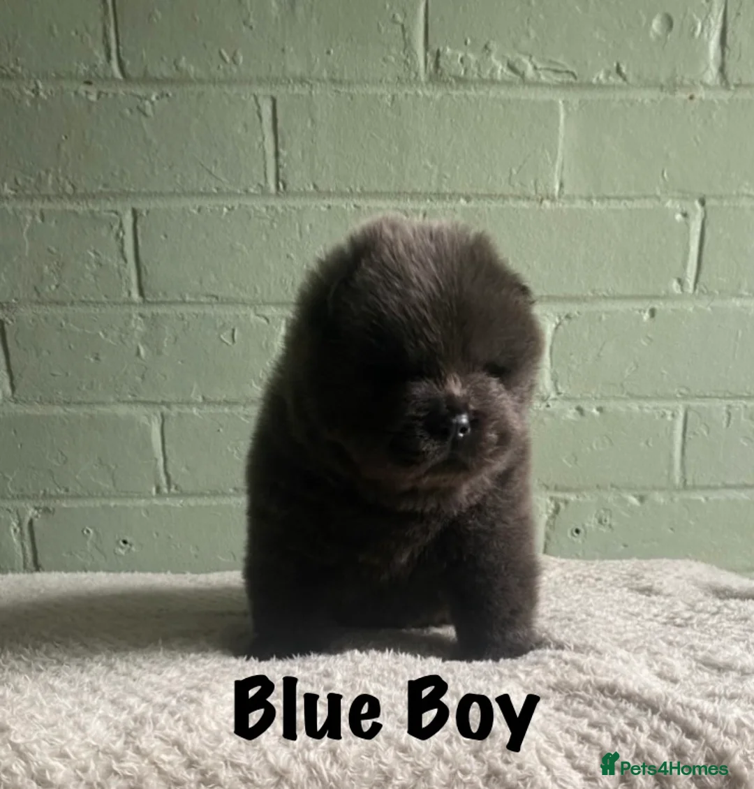Chow Chow dogs for sale: 🌟QUALITY CHOW CHOW PUPPIES–CHAMPION BLOODLINES🌟 - Advert 13