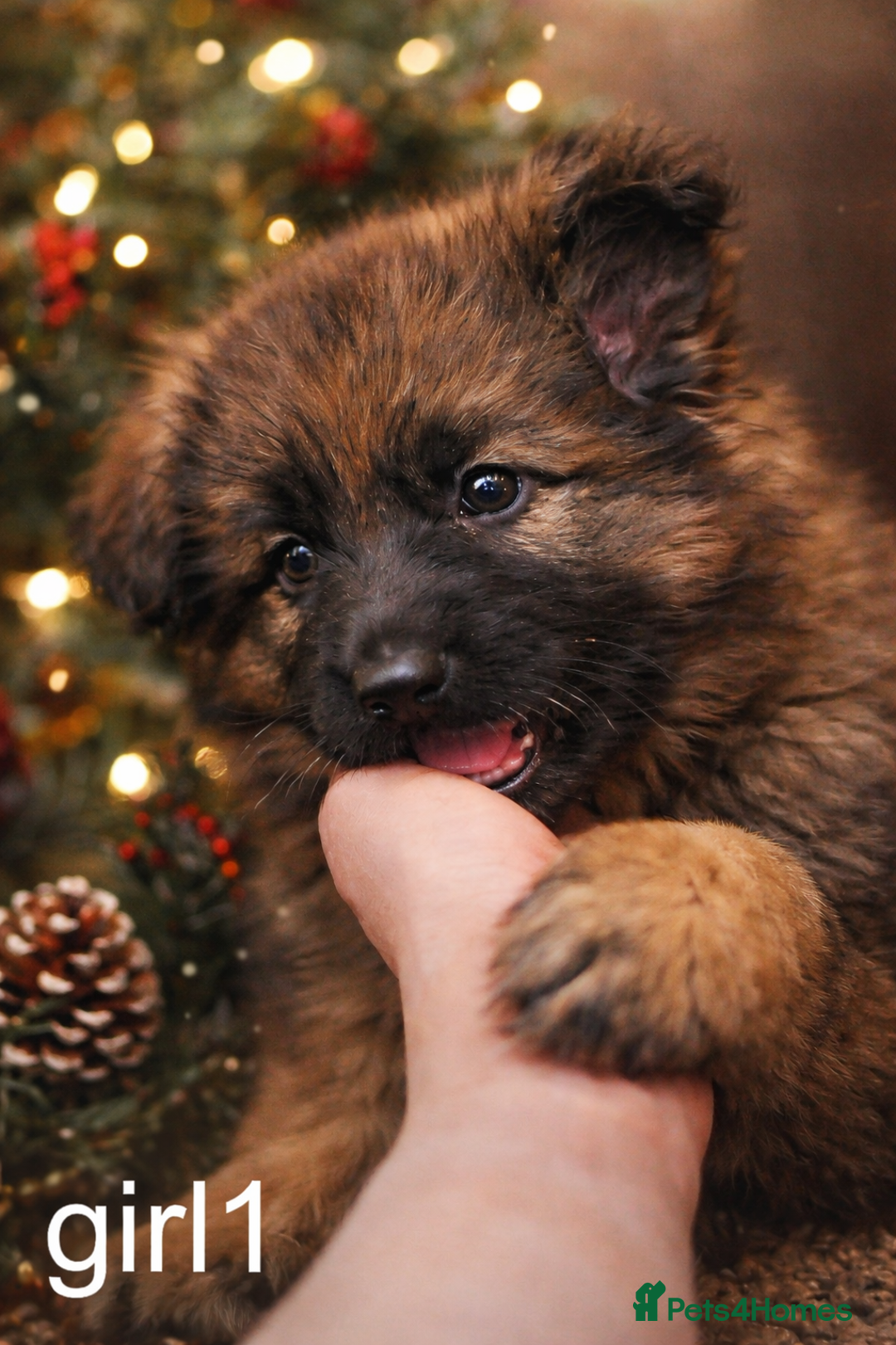 German Shepherd dogs for sale: 3 girls, long coat, STRAIGHT BACK silver sable GSD - Advert 8