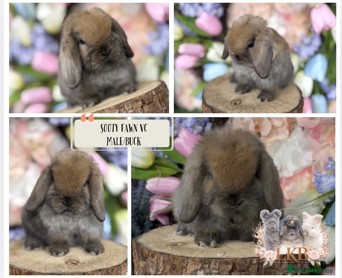 Mini Lop rabbits 🌟 PUREBRED MINI LOP BABIES 🌟 - Advert 13