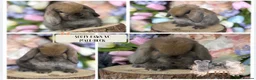 Mini Lop rabbits for sale: 🌟 PUREBRED MINI LOP BABIES 🌟 - Advert 1