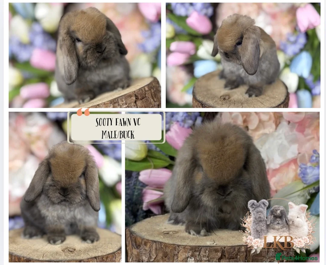 Mini Lop rabbits for sale: 🌟 PUREBRED MINI LOP BABIES 🌟 - Advert 1