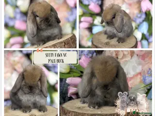 Mini Lop rabbits 🌟 PUREBRED MINI LOP BABIES 🌟 - Advert 13