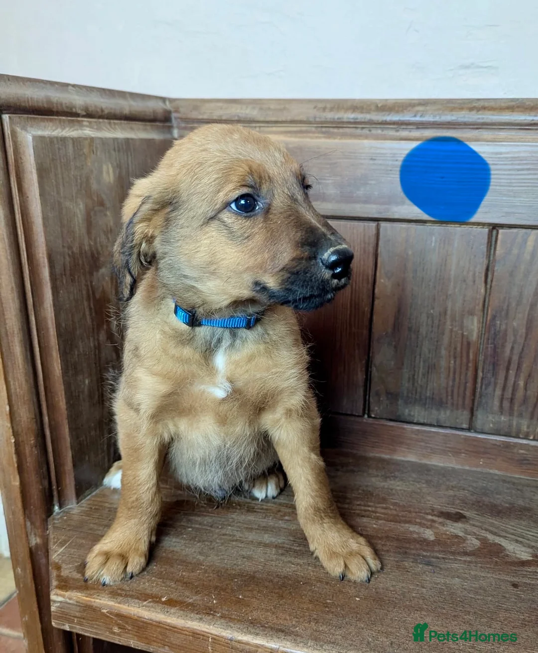 Bordoodle dogs for sale: Standard Bordoodle/Colliepoodle Puppies - Advert 21