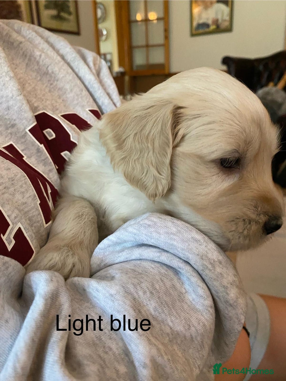 Goldendoodle dogs for sale: Golden doodle puppies ready 12th September  - Image 15