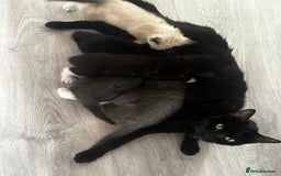 Mixed Breed cats for sale: 4 fluffy kittens  - Image 5
