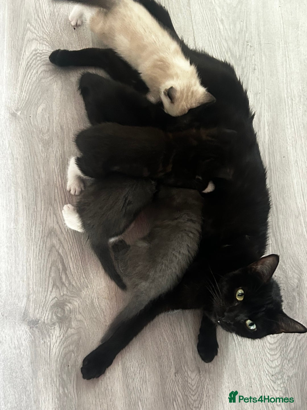 Mixed Breed cats for sale: 4 fluffy kittens  - Image 5
