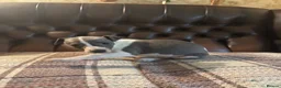 Whippet dogs for sale: 🐾 Exceptional KC Registered Whippet Puppies - Advert 19